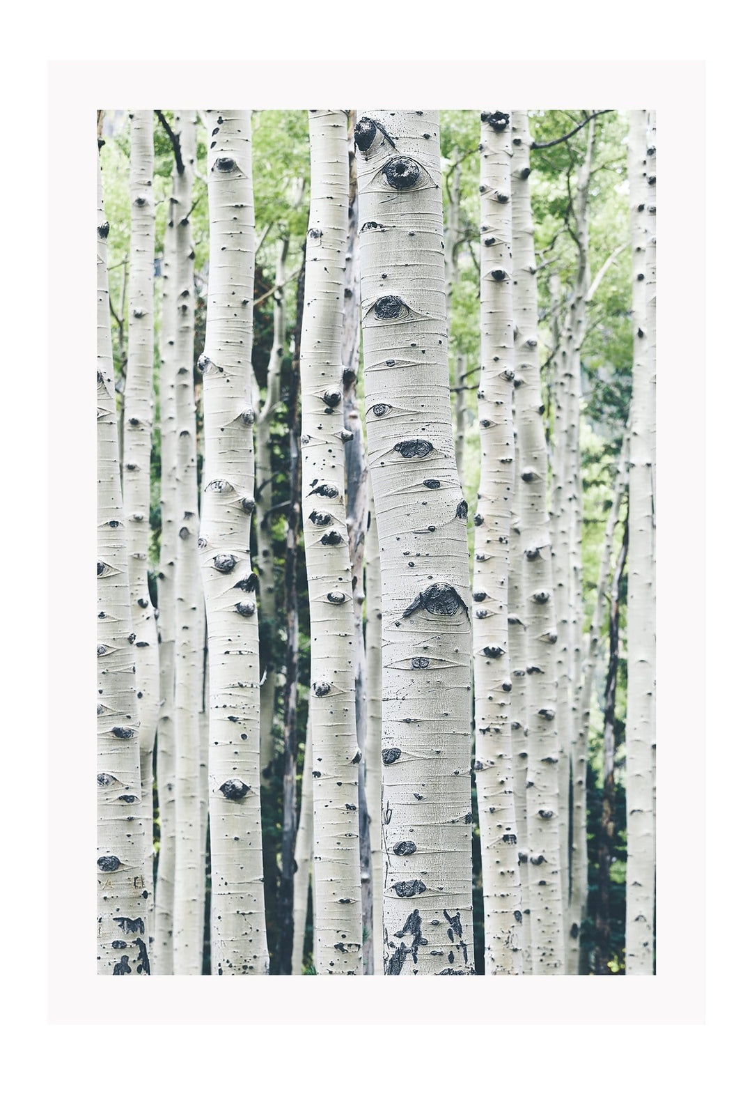 Canvas Print Bosco Bosco Prints : Ready to hang framed artwork. Brand