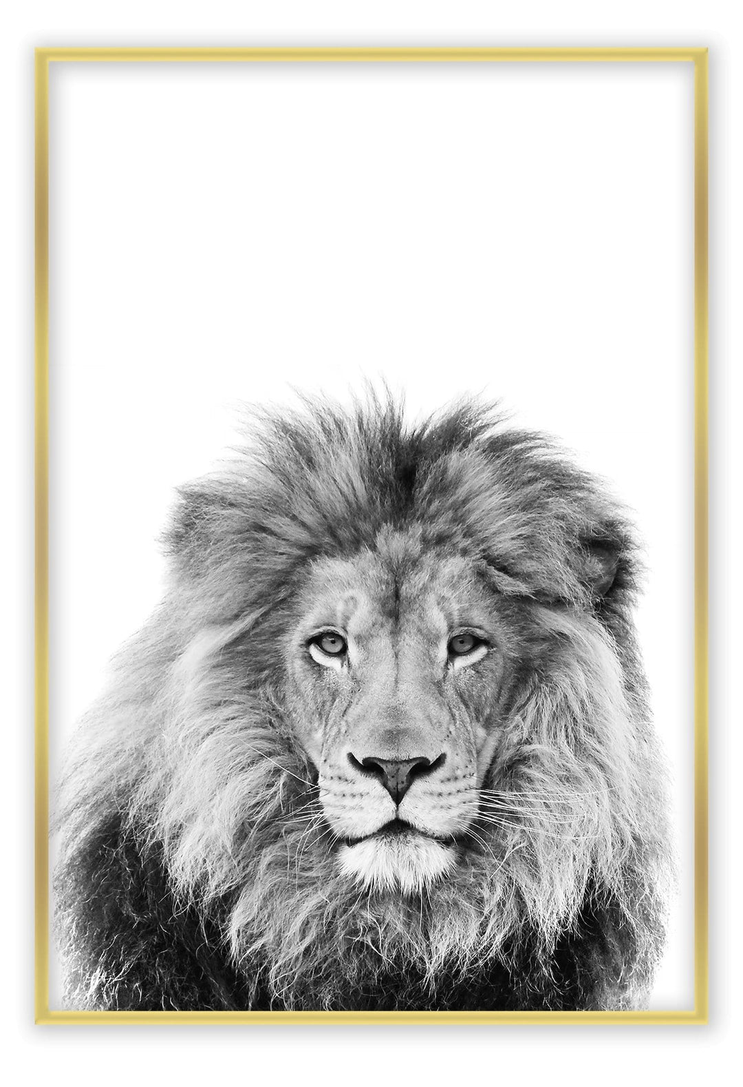 Canvas Print Lion Sketch Lion Sketch Wall Art : Ready to hang framed artwork. Brand